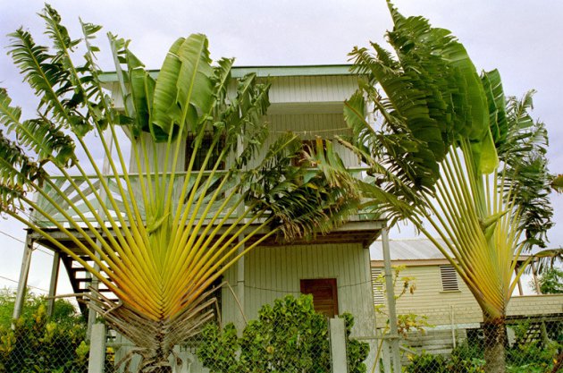 Bijzondere palmen