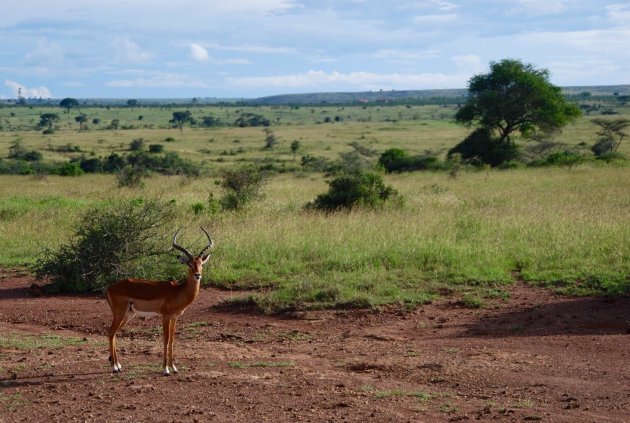 Op safari in Nairobi National Park