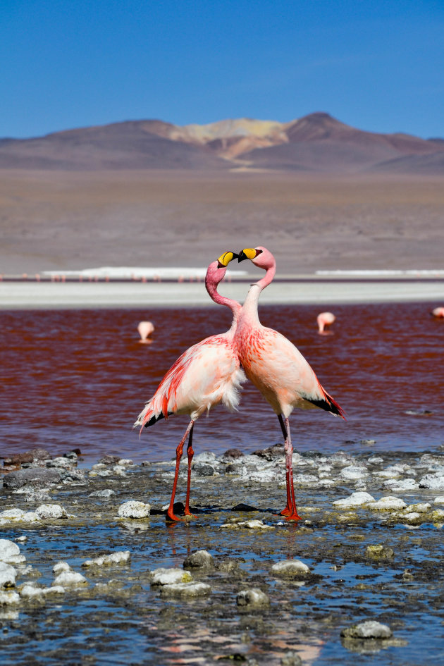 Boliviaanse flamingo's