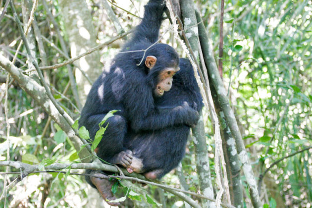 Spelende Chimpansees