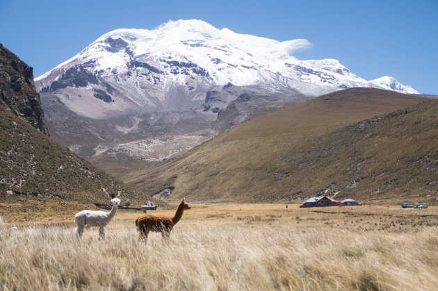 Lama's voor de Chimborazo