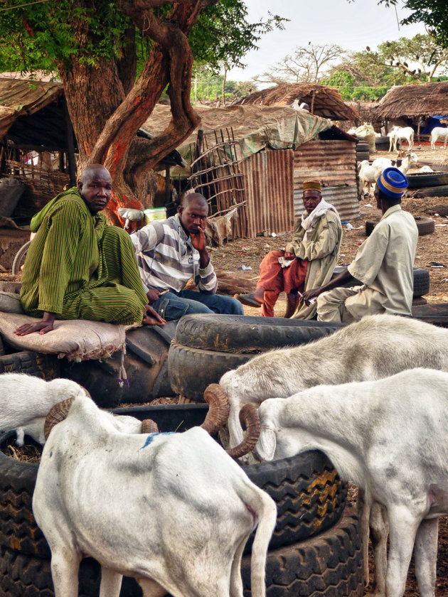 Abuko Cattle Market
