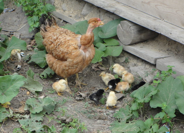 Moeder kip en kroost