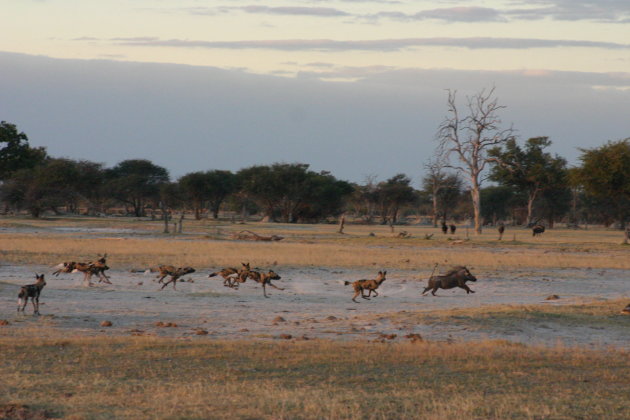 Wilde honden op jacht in Hwange National Park