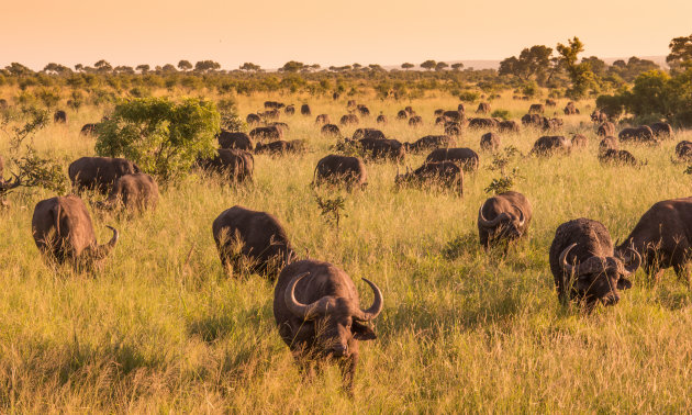 Kudde buffels in Kruger
