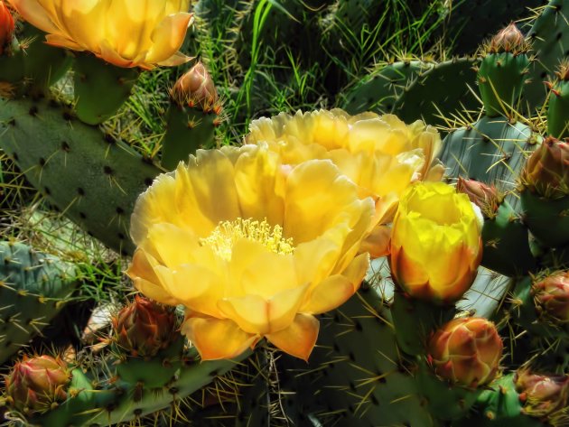 cactusbloemen