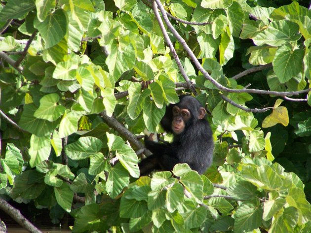 Chimpansee in Gambia
