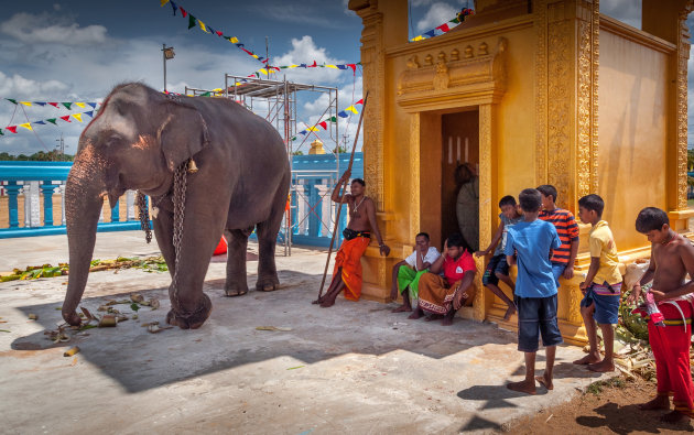 Tempel olifant