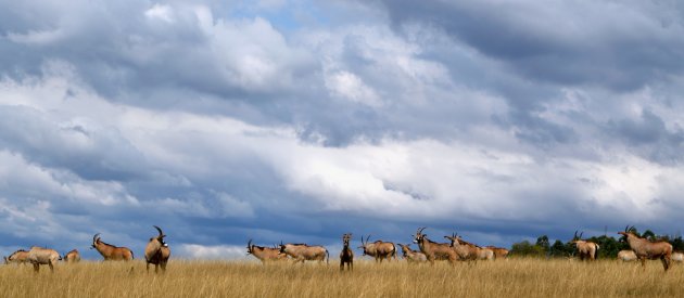 Roan antelope propagation project