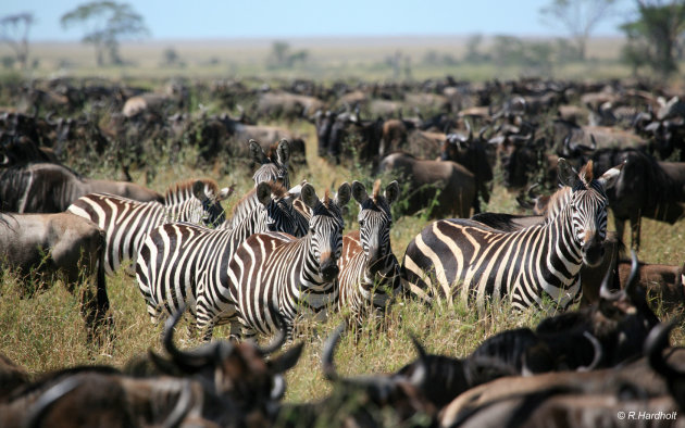 Zebra tussen de migrerende wildebeesten
