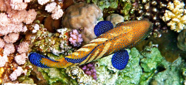 De coral grouper