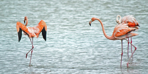 Flamingo's in het Washington Slagbaai Park