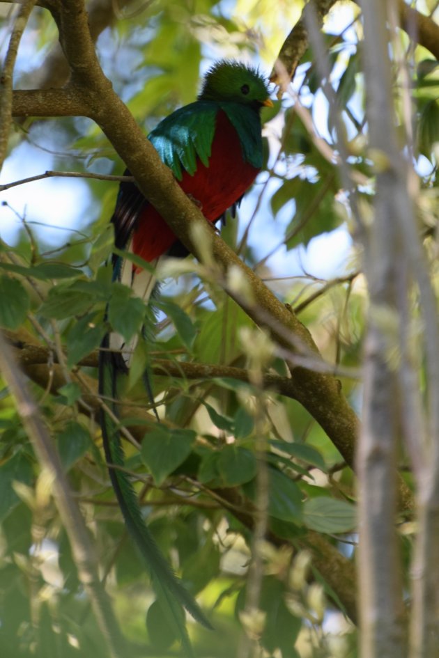 Quetzal spotten in Costa Rica
