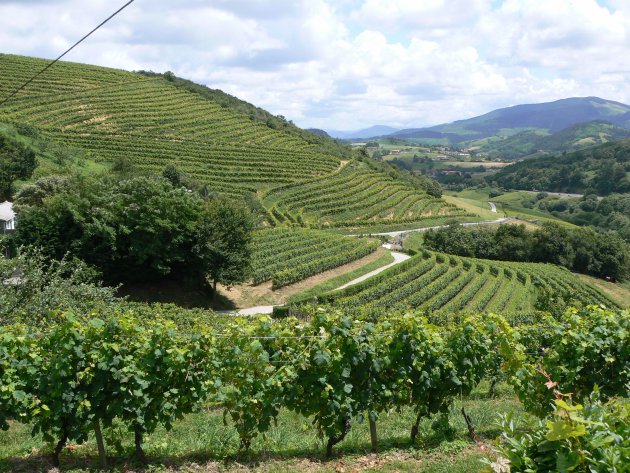 Wijngaarden in Baskenland