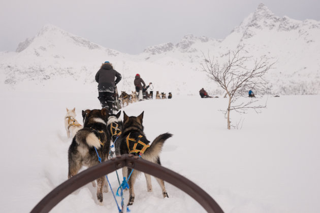 Hondenslee tocht bij Tromsø
