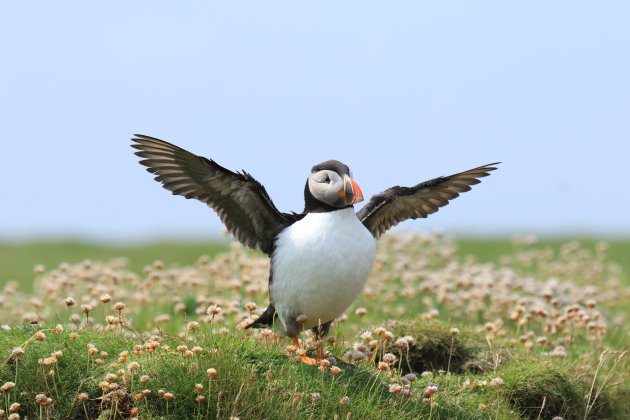 Shetland puffin