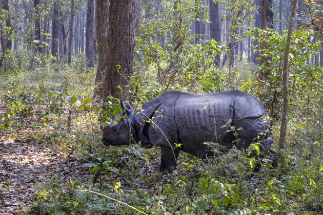 Rhino in Chitwan