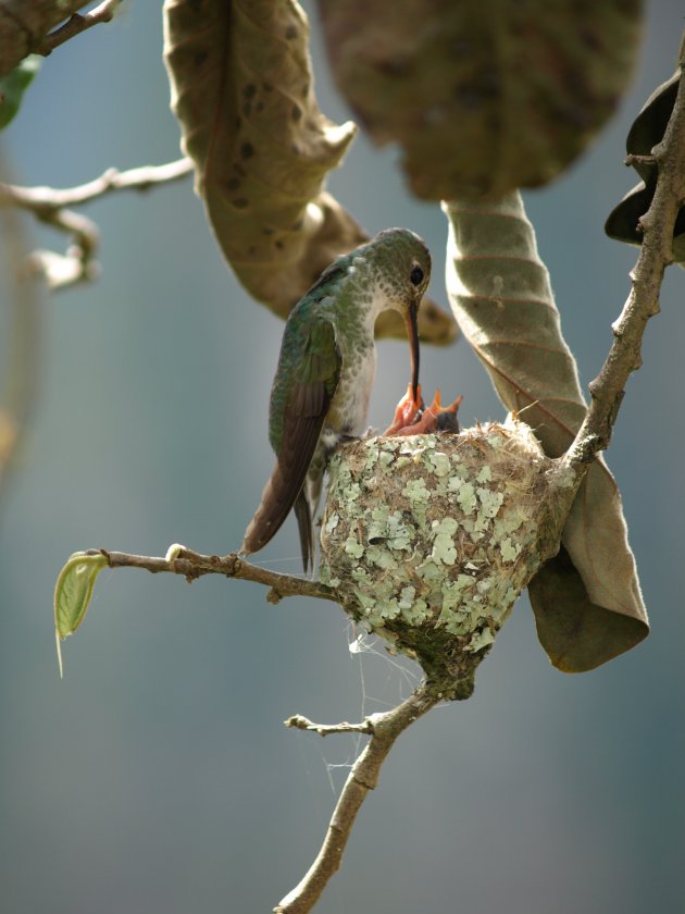 Kolibri met kleintjes