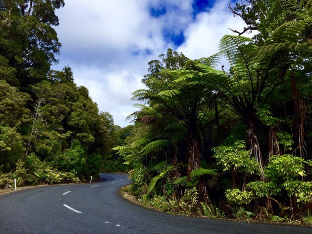 Kauri wouden op het Noordereiland van Nieuw Zeeland