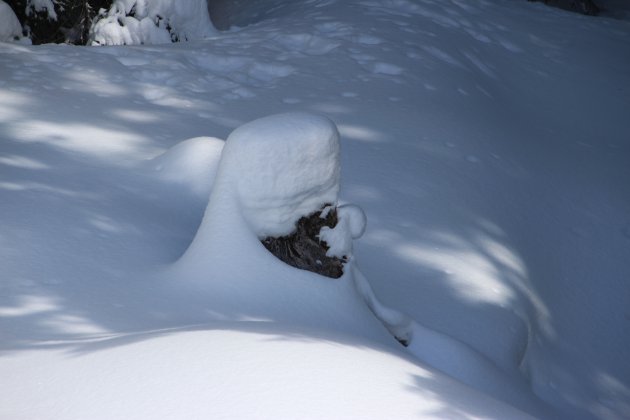 Tulband in de sneeuw