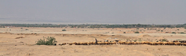 Panorama... man met veel schapen