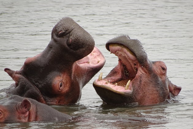 Spelende nijlpaarden