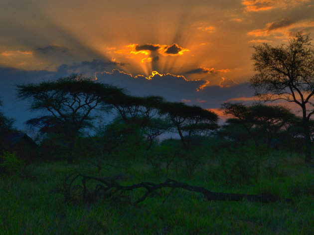 Serengeti sunset, een exploderende lucht 