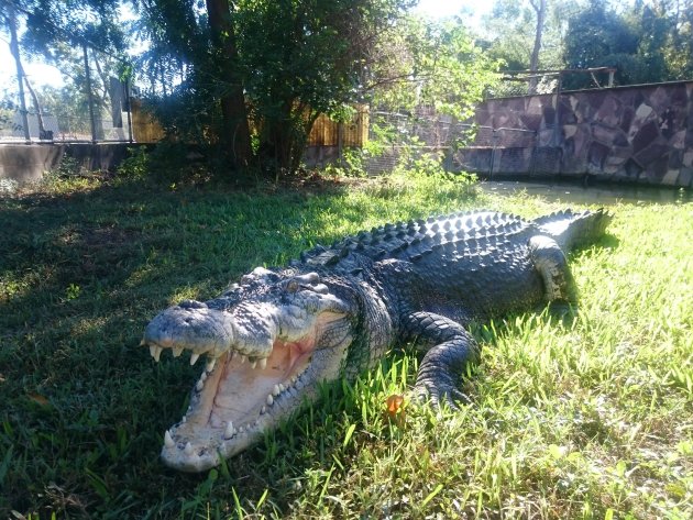 Krokodillen kijken