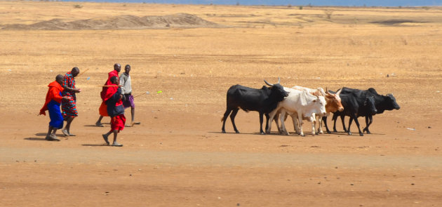Masai met hun kudde