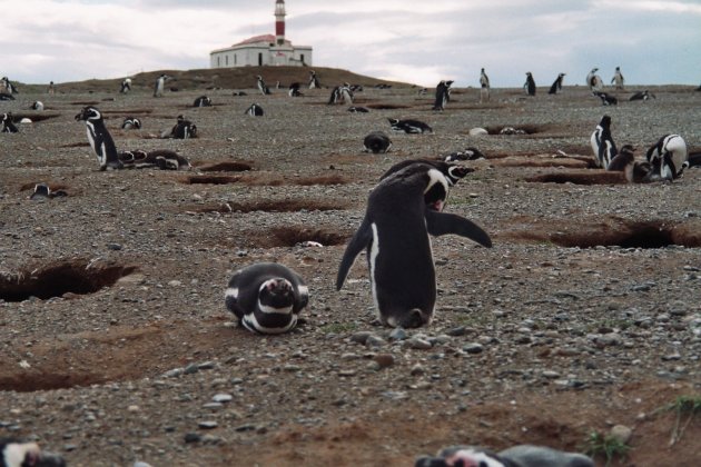 Pinguïneiland