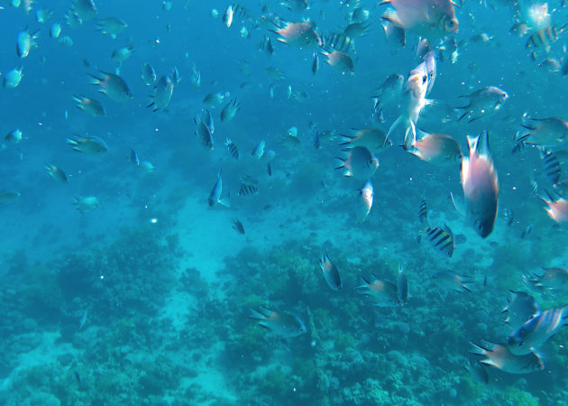Onderwaterwereld Rode Zee