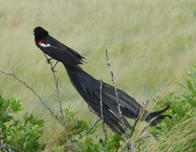 Lange staart widowbird