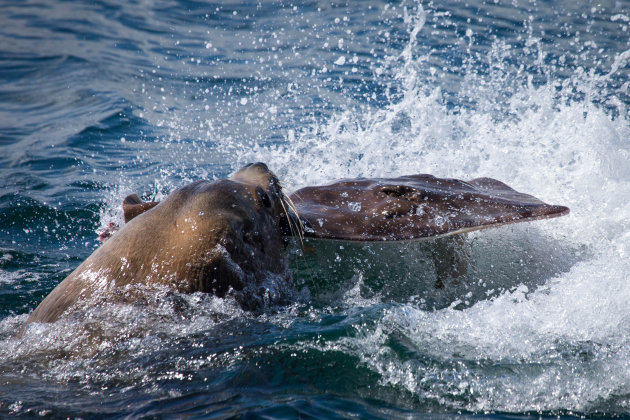 Zeeleeuw vangt pijlstaartrog