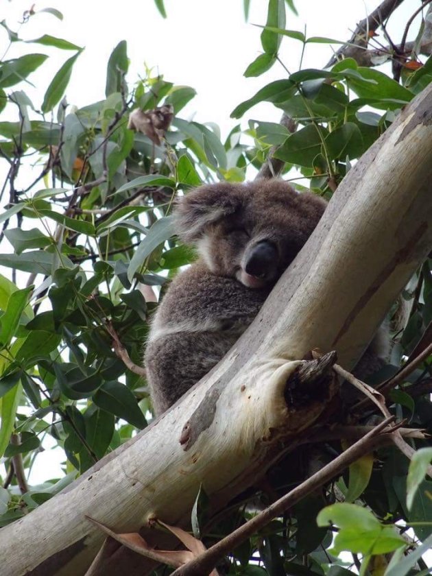 Schattige koala 