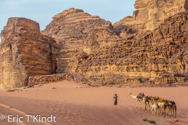 kamelen in Wadi Rum 02