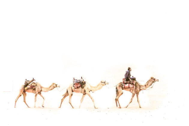 kamelen in Wadi Rum