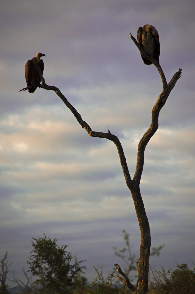 Goodmorning vultures
