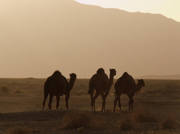 kamelen starten hun dag