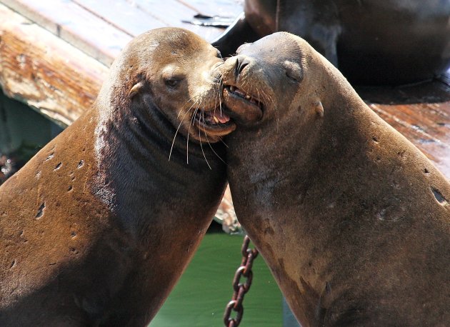 Kissing seals