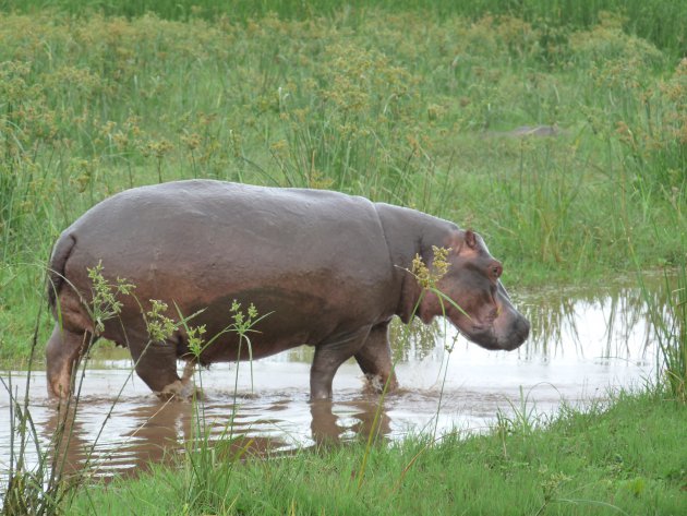 Een nijlpaard, zo vlakbij onze auto. Heel bijzonder! 