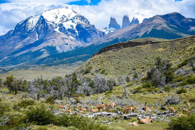 Opzoek naar rust in Torres del Paine