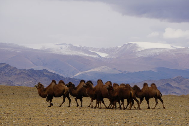 Kamelen in de kou van de steppe