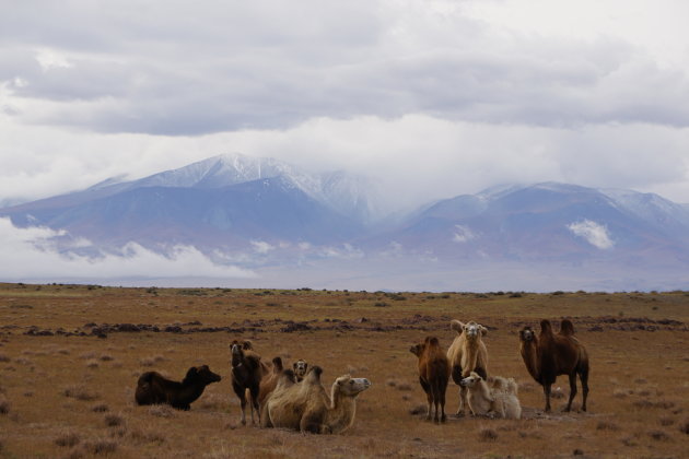 Mongoolse kamelen op de koude steppe