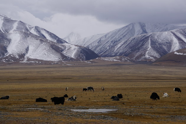 Yaks in kou van de Mongoolse steppes