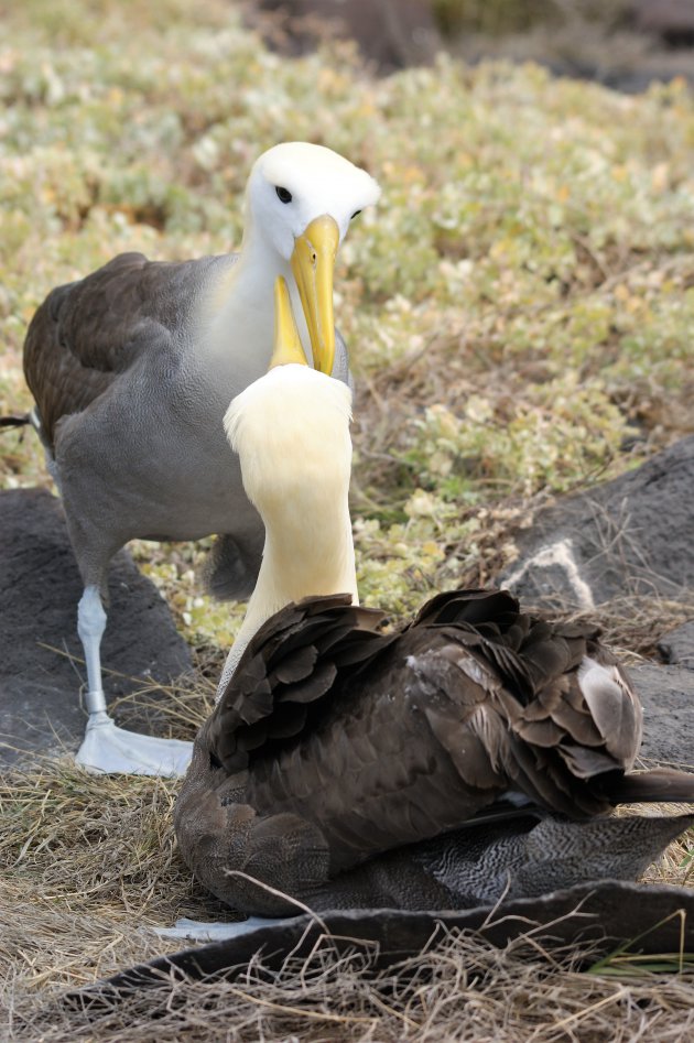Albatrospaartje