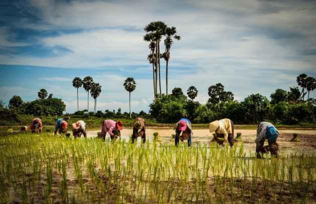 Cambodjaanse rijstvelden in aanplant