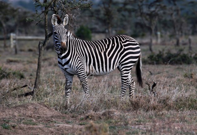 Hibride Vlaktes cebra-Grevy`s zebra