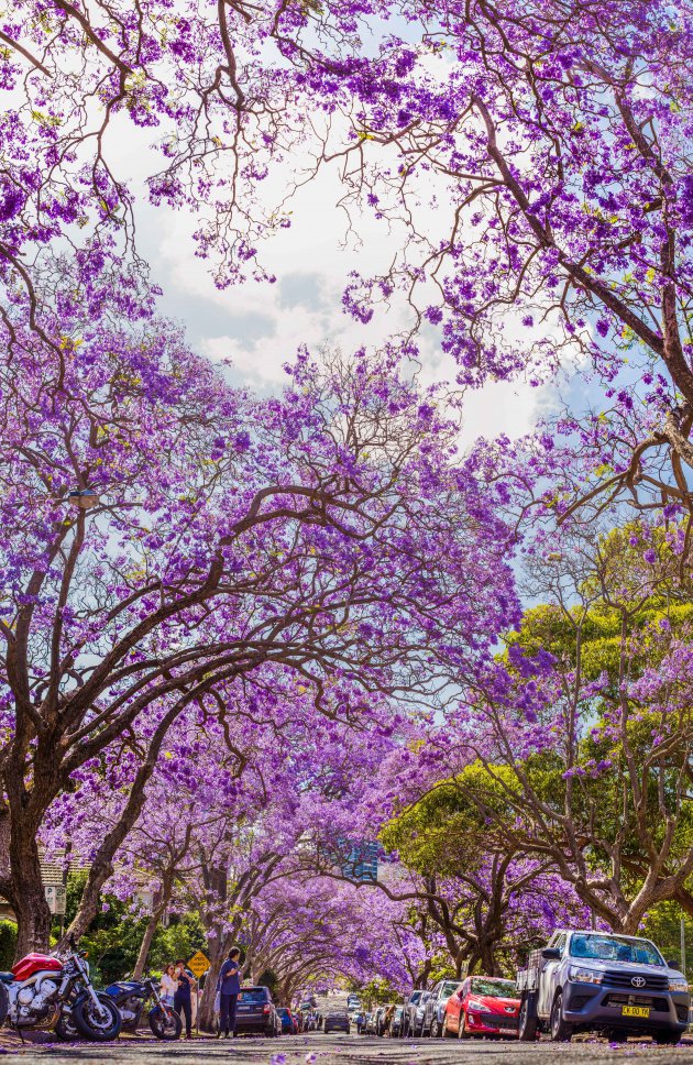 De bloemen straat in Sydney.