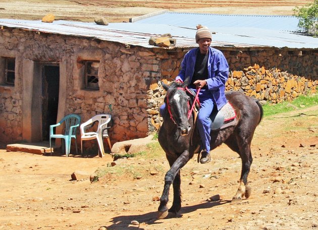 Lesotho pony