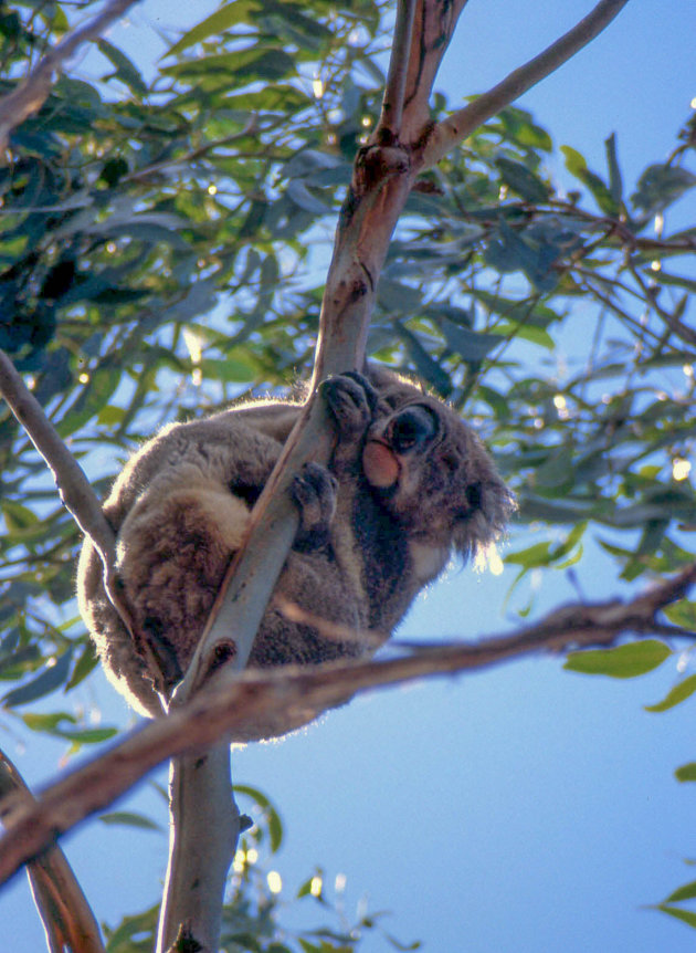 Knikkebollende koala